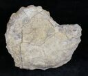 Calycoceras Ammonite - Texas #28136-3
